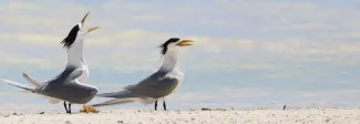 crested terns