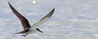 tetiaroa wildlife