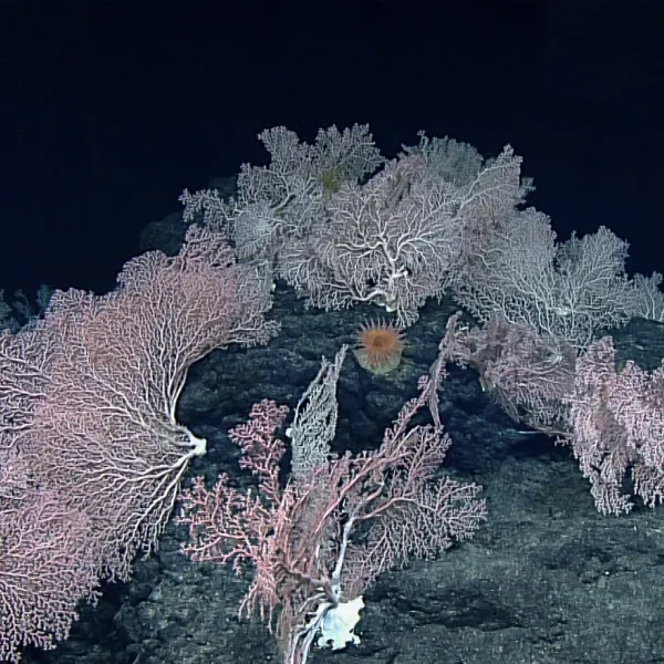 Mendelssohn seamount